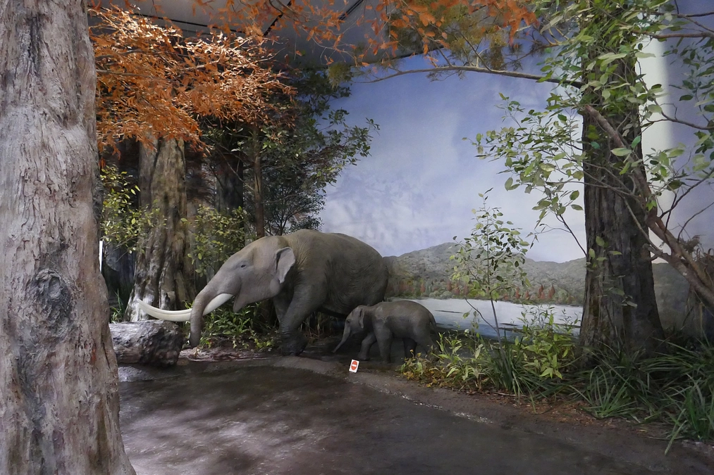 【リターン紹介⑩】副館長と行くびわ博地学展示ツアー