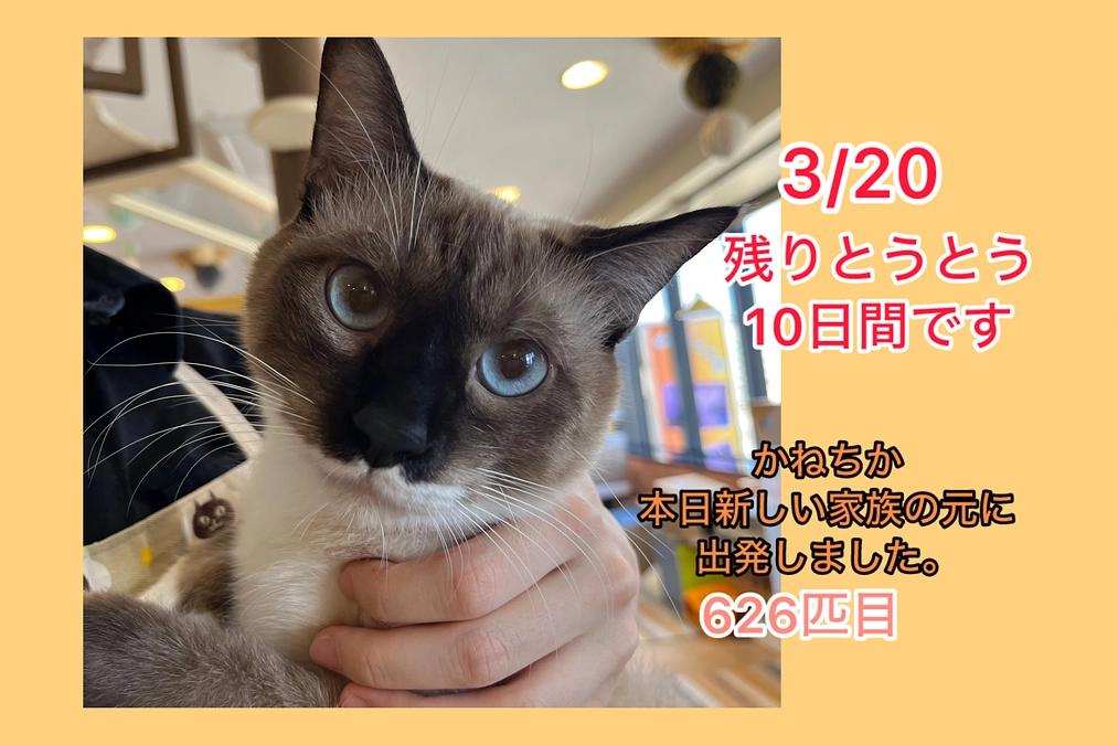 緊急事態のため支援を開始します＠達成を信じて！（3/20　残り10日）