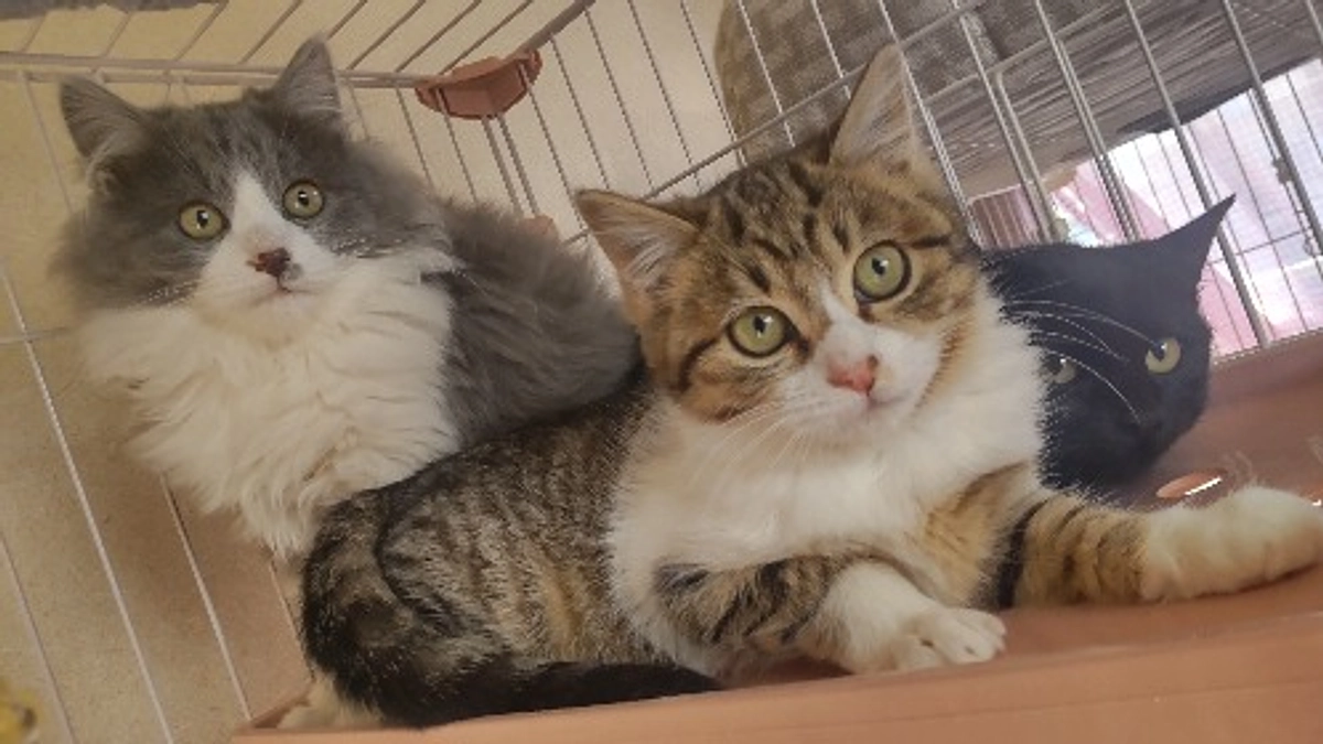 TikTokもやってます！