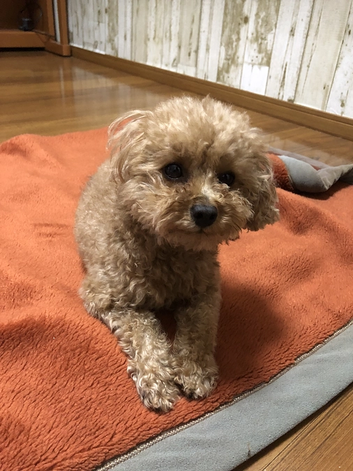 ルルのPayPayアカウント作りました！