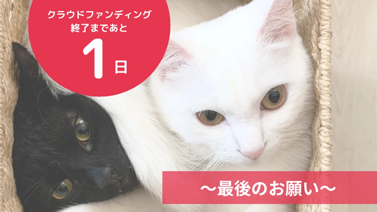 残り12時間となりました。最後のお願いです。