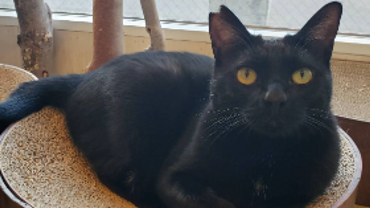 FIP寛解『おはぎ』(2才男の子)トライアル決定致しました！！