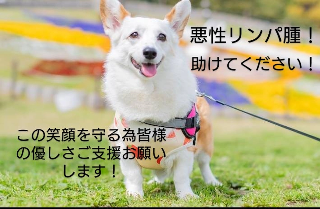 クルミ、リンパ腫治療