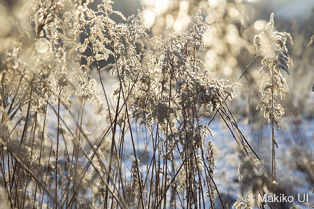 【残り３日！】翻訳会議を行いました