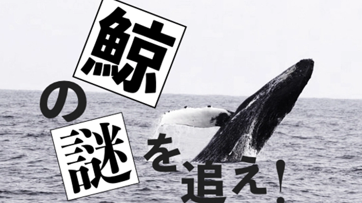 突如、八丈島に現れたザトウクジラ。変化する生態系の謎に迫る！