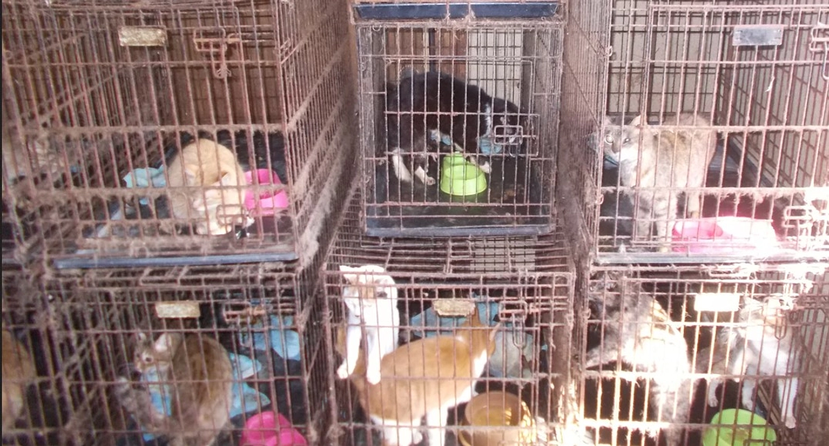 STOP！多頭飼育崩壊　猫３８頭