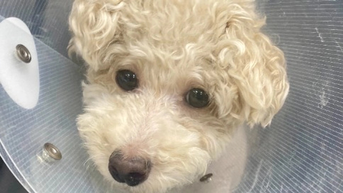 術後8日目。入院生活に飽きてきちゃった？