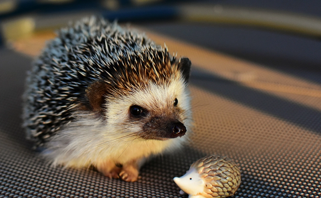 5千円｜全力応援コース