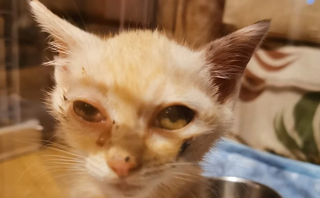 感謝のメッセージ