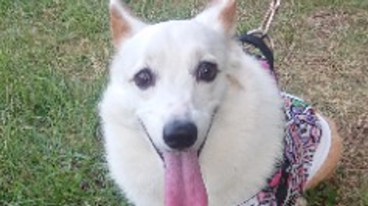 リンパ腫治療経過