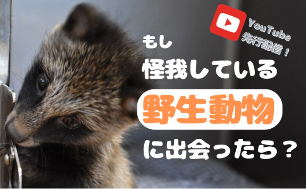 【学んで応援】オンライン先行配信：野生動物セミナー「怪我をしている野生動物に出会ったら」：1万5千円