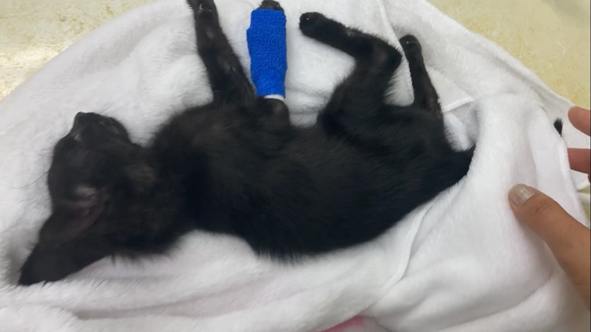 瀕死の子猫を保護しました、、