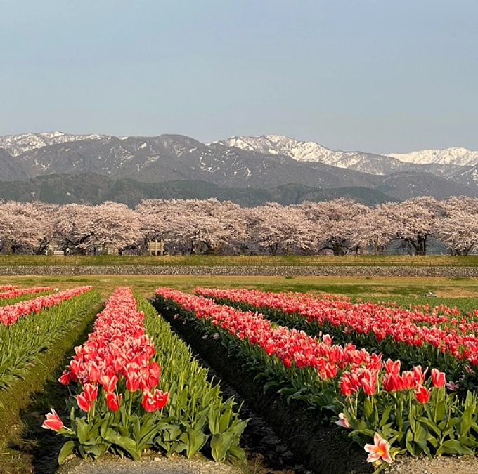 English Page for the project🏔️🌷