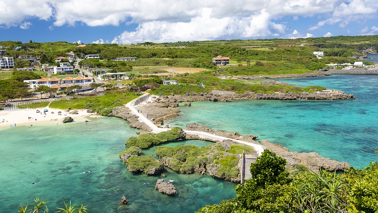 沖縄のクチャを使った「自然派犬用シャンプー」(用品)を作りたい