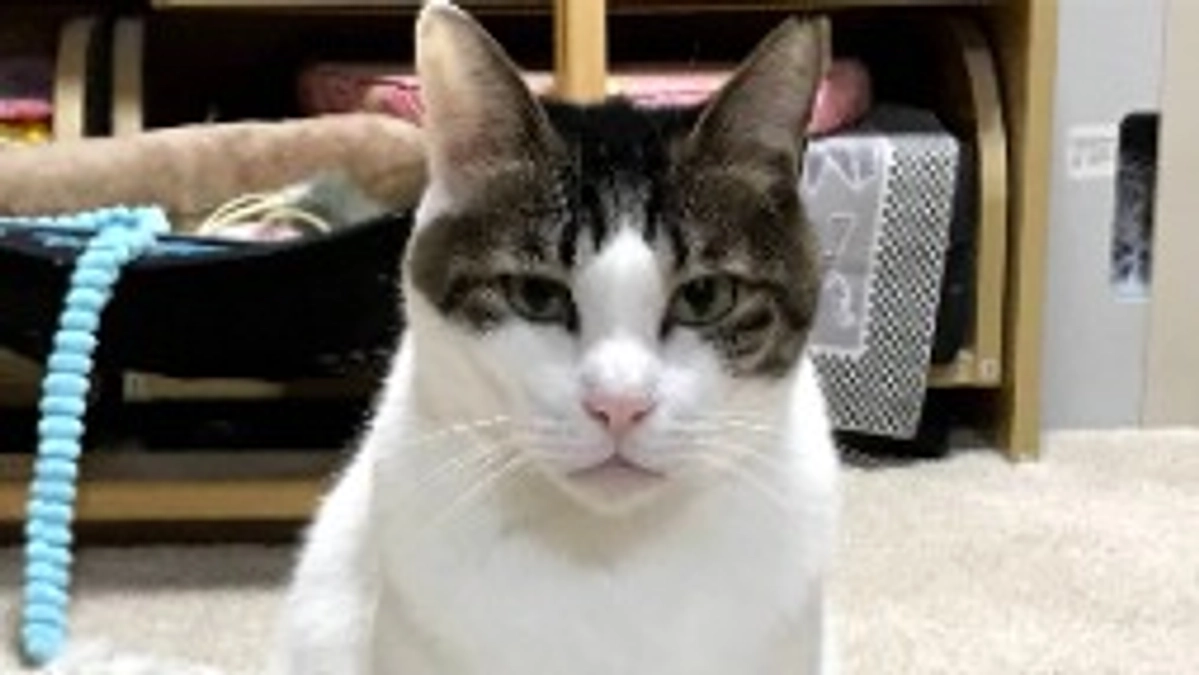 ハル　虹の橋へ