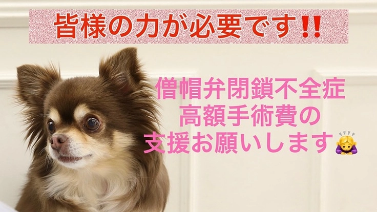 【再チャレンジ!】心臓病である愛犬ココの手術費用支援のお願い