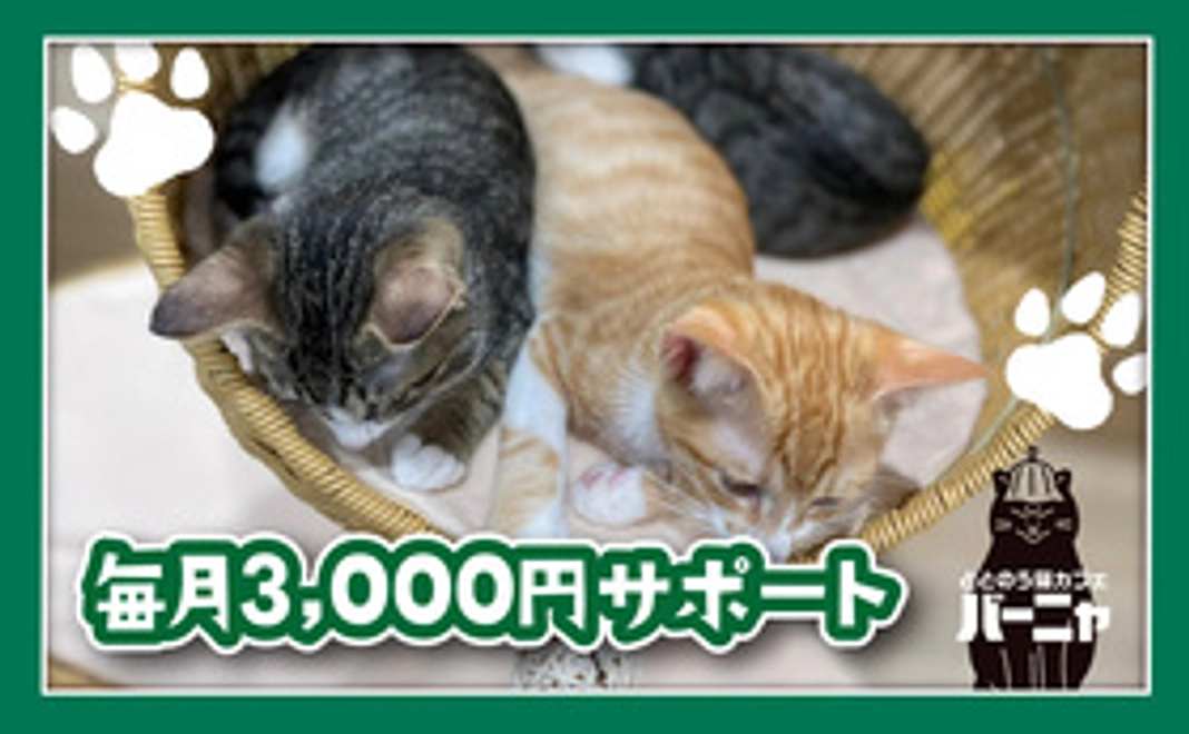 猫のワクチン一回分相当ご支援(1匹分)