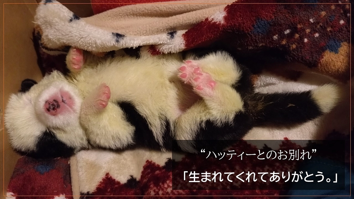 “ハッティーとのお別れ”   「生まれてくれてありがとう。」