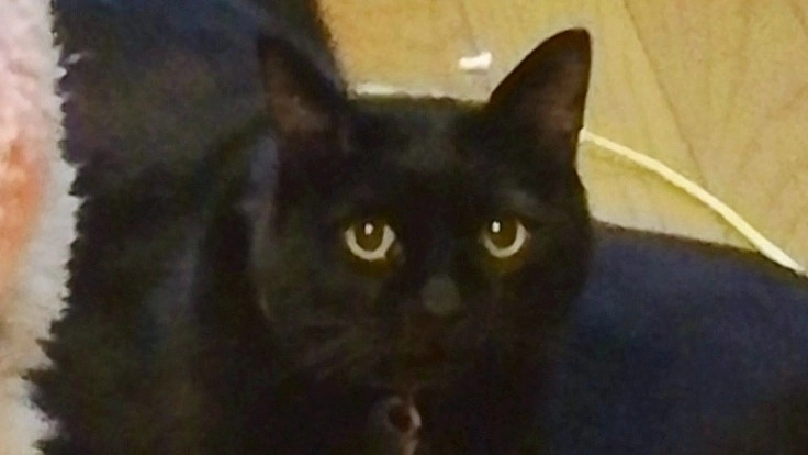 【尿道閉塞、尿毒症etc】懸命に生きようとするゆめを支え続けたい