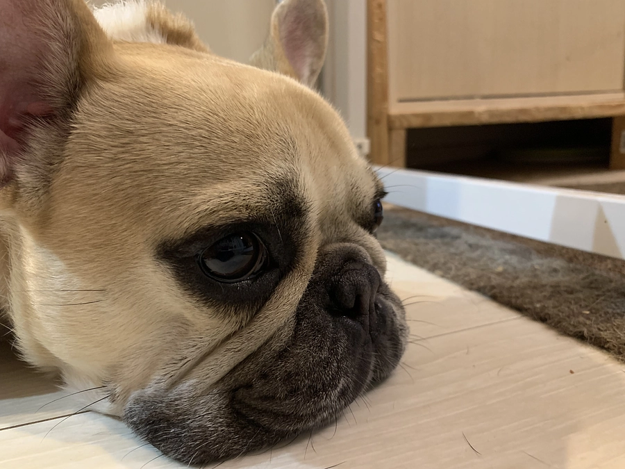 ちくわの闘病日記⑮