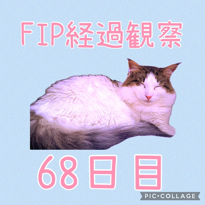 活動報告🐈