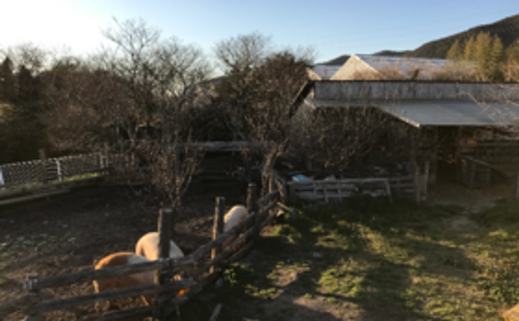 気軽に日帰りファーム体験!(参加不可の方へ:シフォンケーキ or ウインナーハムベーコンの3種盛)