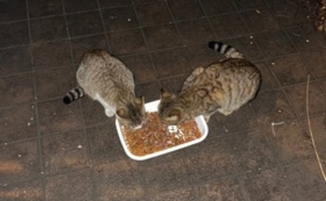 5000円応援コース