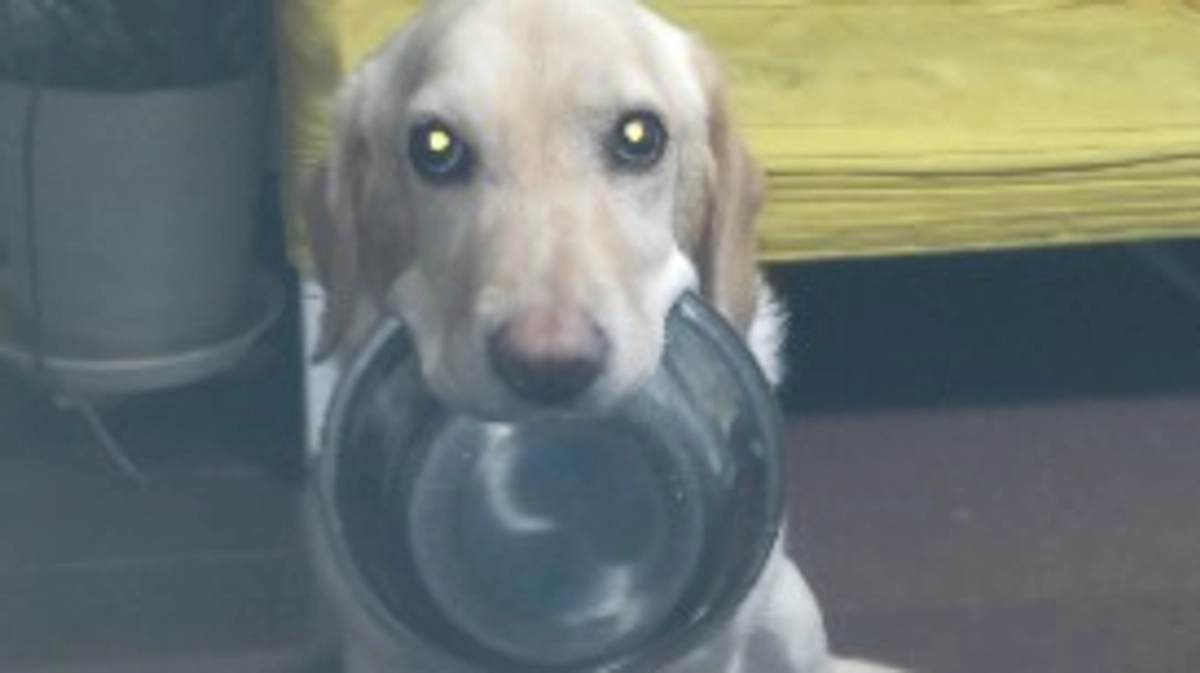 特にバズる予定は無い動画③