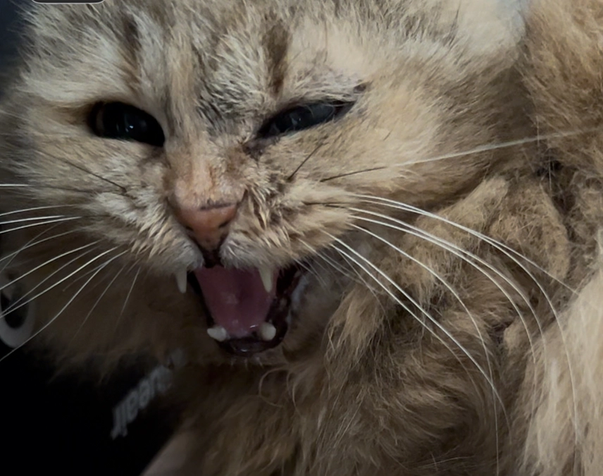 密着 カルダモン