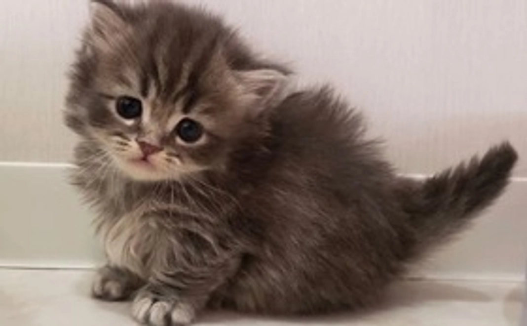 じゃこの未来をつなぐ応援コース１♡(メール)