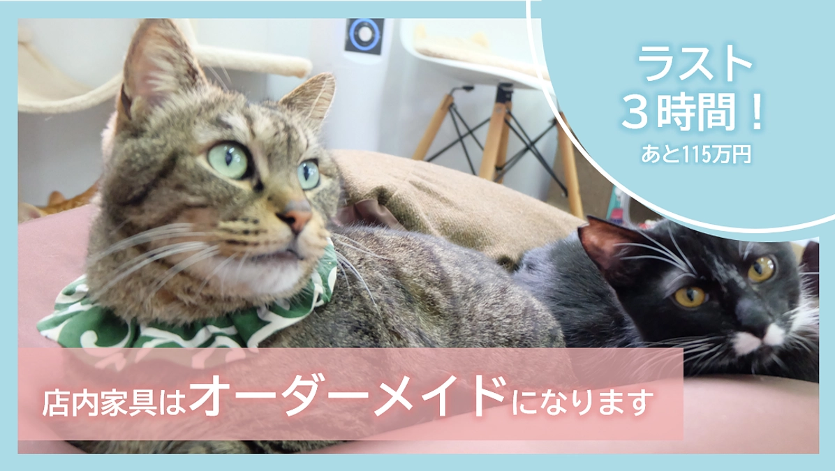 【ラスト３時間⏰】店内家具はオーダーメイドになります【セカンドゴールまで115万円】
