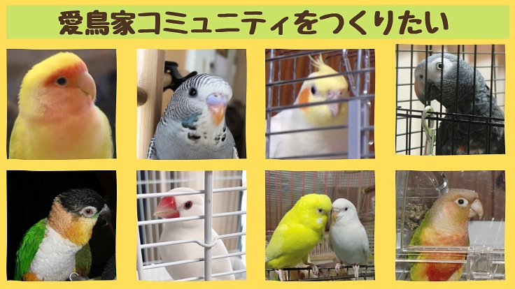 愛鳥家コミュニティのためにフリーペーパーを発行したい！