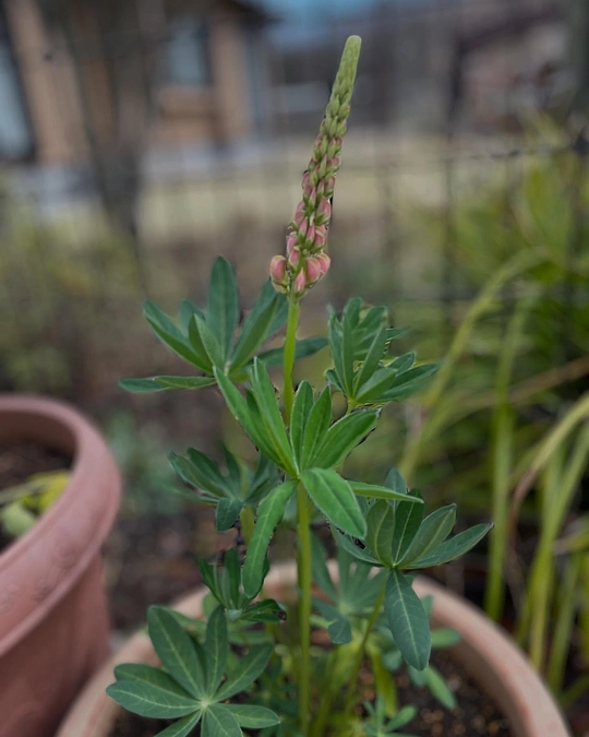 るぴなすのルピナス