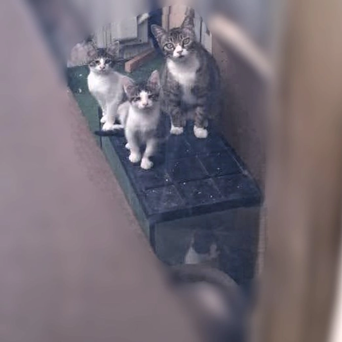 子猫マニアは子猫が大人になったらどうするのか