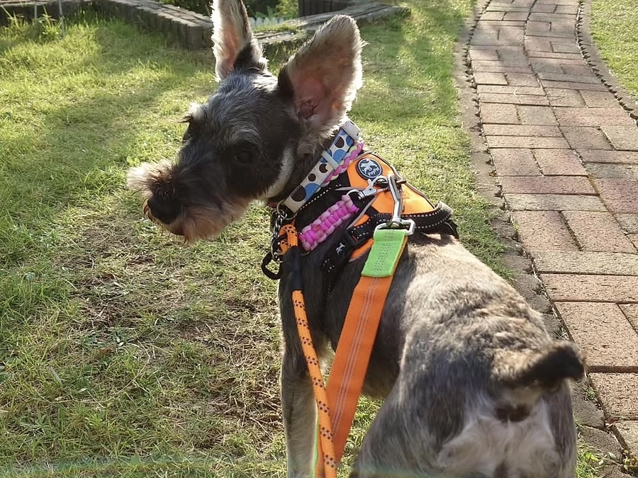 里親さまからのメッセージ　ニーナのご家族より