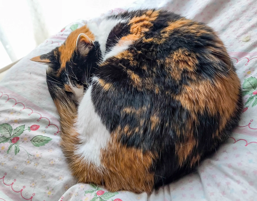 【Vol.16 2024/12/29】リブの状況報告