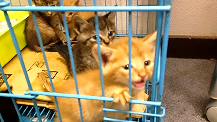 捨てられた猫達を守りたい。保護猫カフェが閉鎖の危機！
