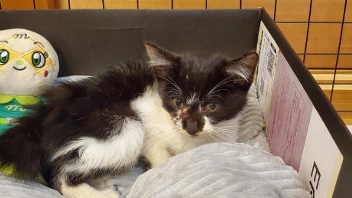 顔の皮膚が取れる大けがを負った子猫　エビス