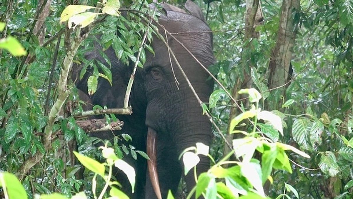 野生のマルミミゾウがすむ、カメルーン・ロべケ国立公園を支援するクラウドファンディングが挑戦中です！