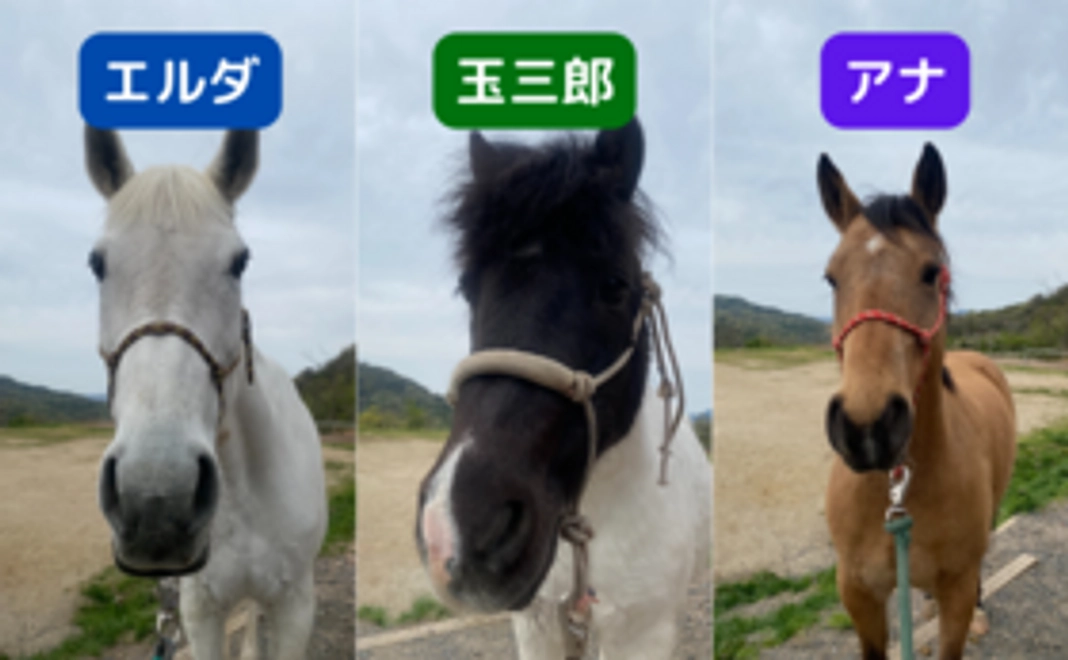 馬のプライベート動画限定配信コース｜3万円