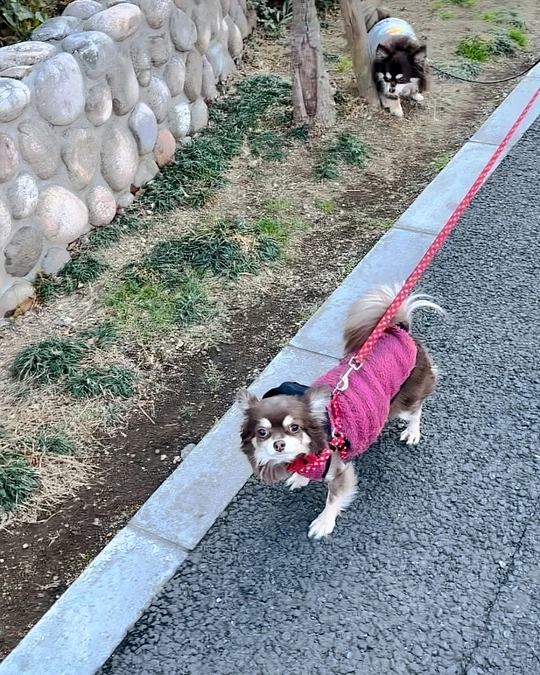 栗プロジェクト❤︎では 本当にお世話になりました‼︎