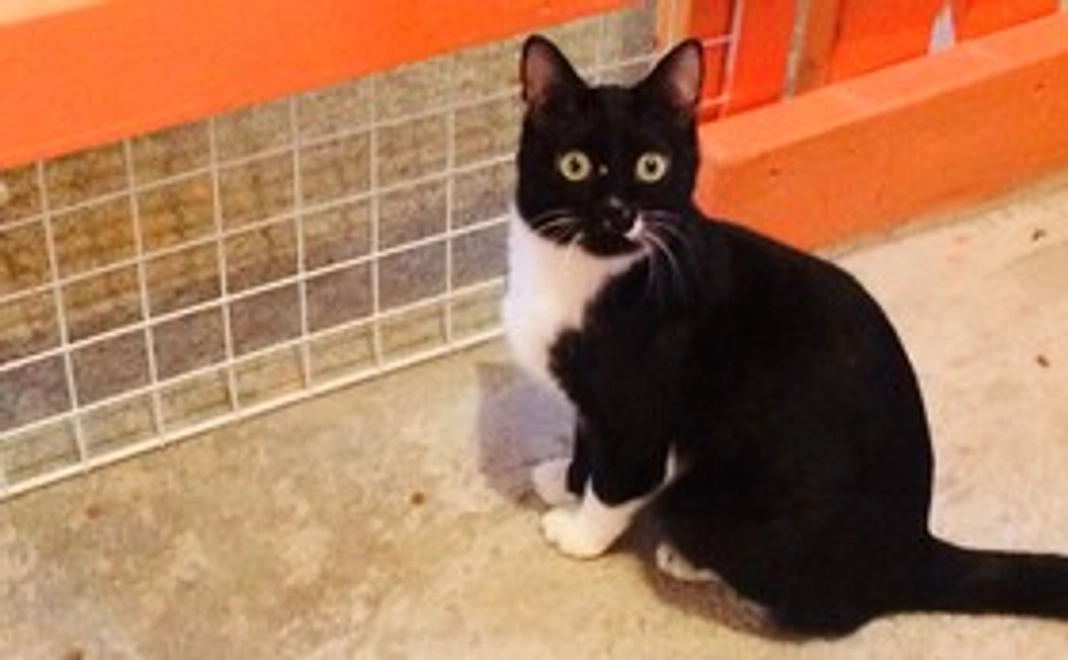 シャディ保護猫ハウスを全力で応援!5,000円