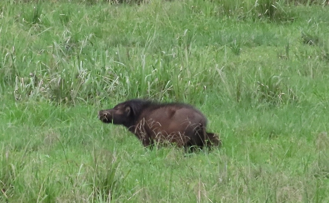 【野生動物を守る仲間!】密着フォローコース