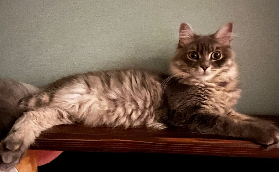 ロア応援✴︎ 500円