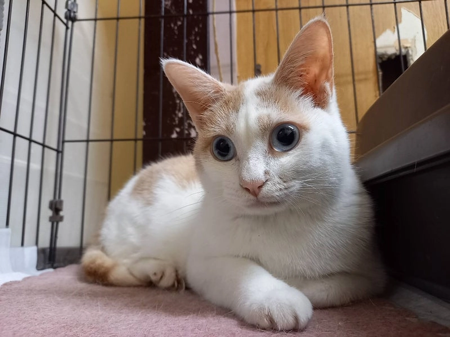 寒暖差は高齢猫にとって大きなダメージです。寒い冬、皆で乗り越えられますように。