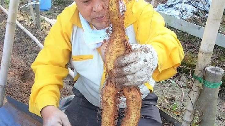 無農薬の「自然薯」をイノシシの脅威から守り、みんなの食卓へ！