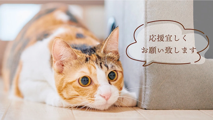 ラーメンの力で猫を助ける「保護猫ラーメンカフェ」を作ります! 6枚目