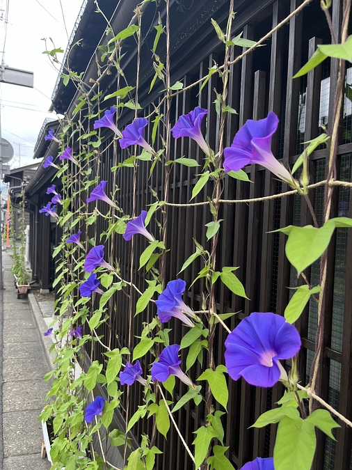 地域で作る”心を癒すまち並み”「朝顔プロジェクト」