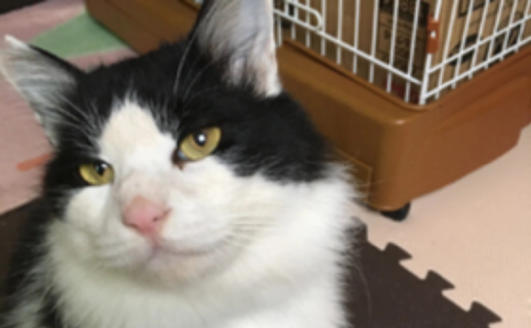 【応援コース】お礼のメール