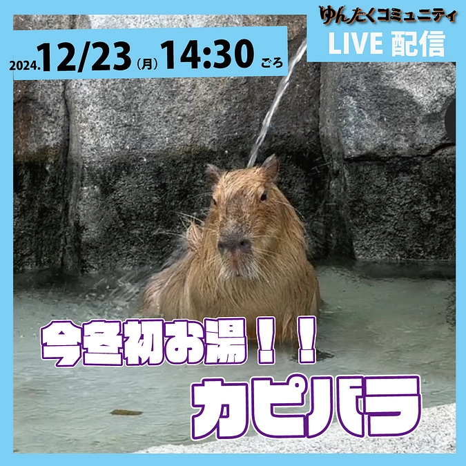 ゆんたくコミュニティ限定ライブ配信「今冬初お湯！カピバラ」